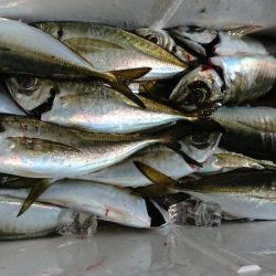 シースナイパー海龍 釣果