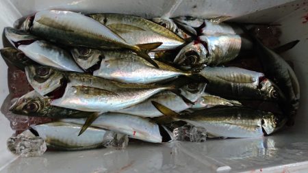 シースナイパー海龍 釣果