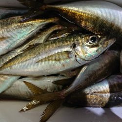 シースナイパー海龍 釣果