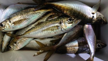 シースナイパー海龍 釣果