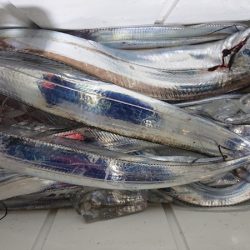 シースナイパー海龍 釣果