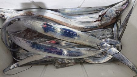 シースナイパー海龍 釣果