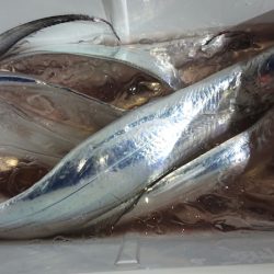 シースナイパー海龍 釣果