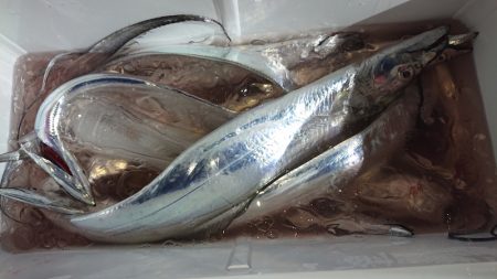 シースナイパー海龍 釣果