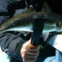 シースナイパー海龍 釣果