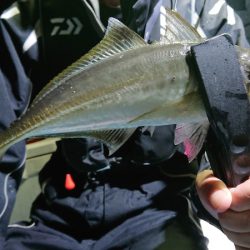 シースナイパー海龍 釣果