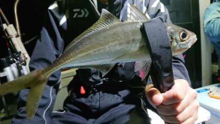 シースナイパー海龍 釣果