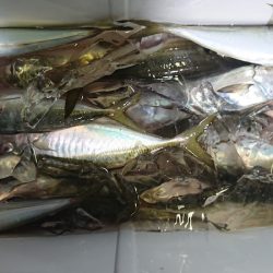 シースナイパー海龍 釣果