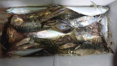 シースナイパー海龍 釣果