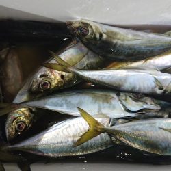 シースナイパー海龍 釣果