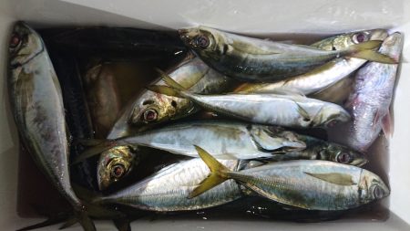 シースナイパー海龍 釣果