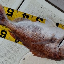 タイラバ遊漁船 ワンピース 釣果