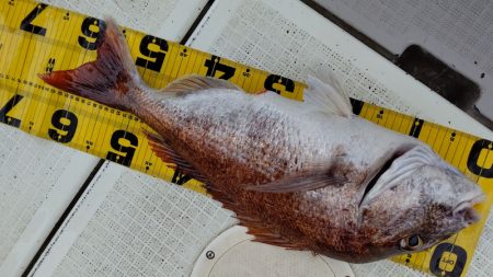 タイラバ遊漁船 ワンピース 釣果