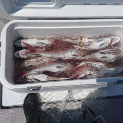 遊漁船ブルーウッズ 釣果