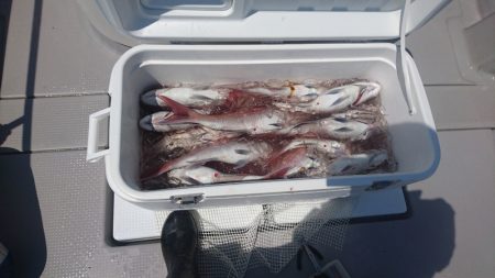 遊漁船ブルーウッズ 釣果