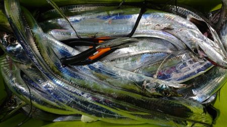 シースナイパー海龍 釣果