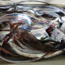 シースナイパー海龍 釣果