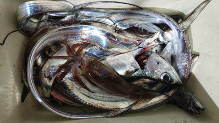 シースナイパー海龍 釣果