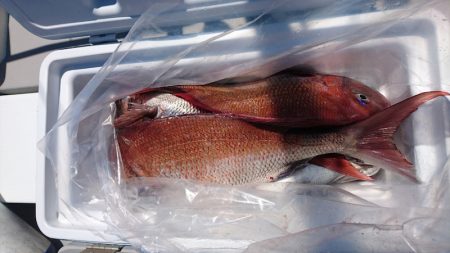 遊漁船ブルーウッズ 釣果