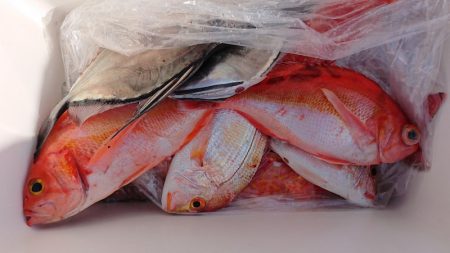 海皇丸 釣果