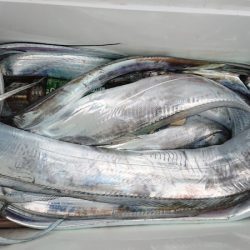 シースナイパー海龍 釣果