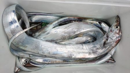 シースナイパー海龍 釣果