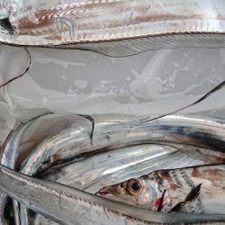 シースナイパー海龍 釣果