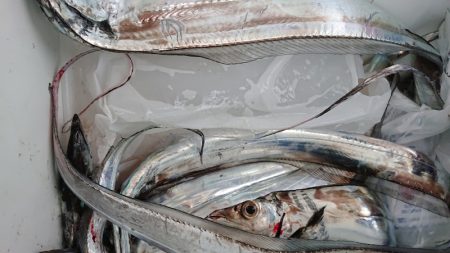 シースナイパー海龍 釣果