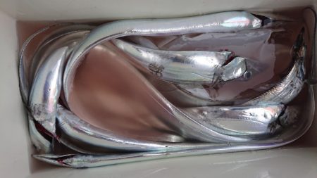 シースナイパー海龍 釣果