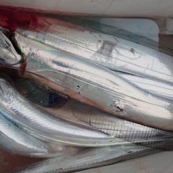 シースナイパー海龍 釣果