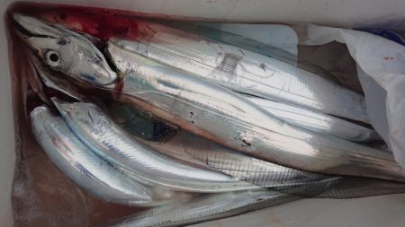 シースナイパー海龍 釣果