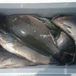 しば渡船 釣果