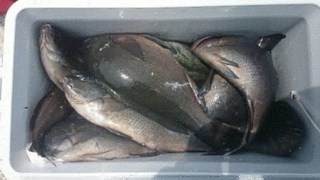 しば渡船 釣果