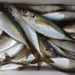 シースナイパー海龍 釣果