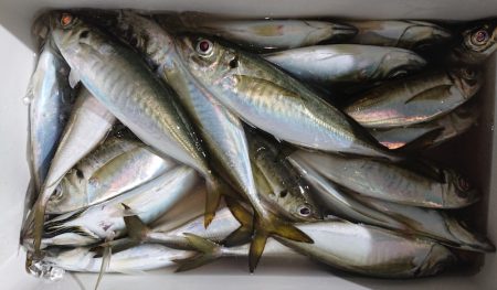 シースナイパー海龍 釣果