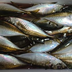 シースナイパー海龍 釣果