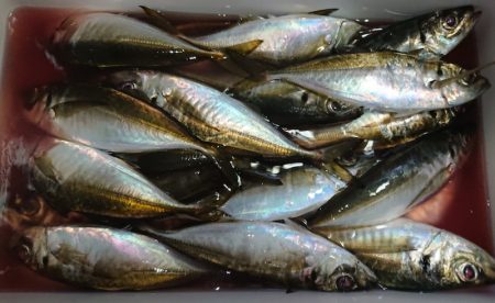 シースナイパー海龍 釣果