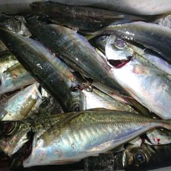 シースナイパー海龍 釣果