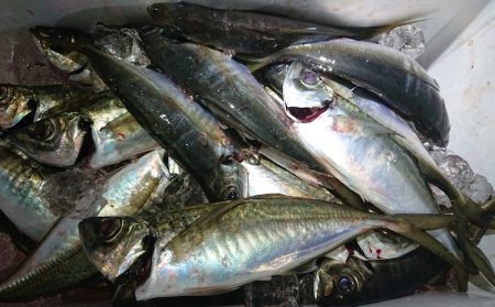 シースナイパー海龍 釣果