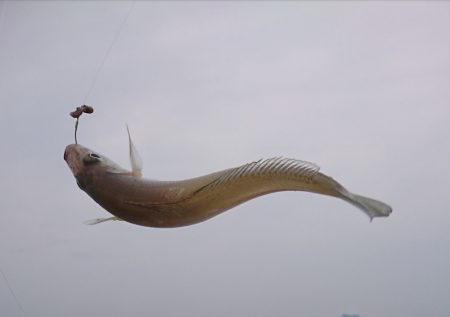 遊漁船 家入 釣果