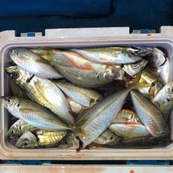 ヤザワ渡船 釣果