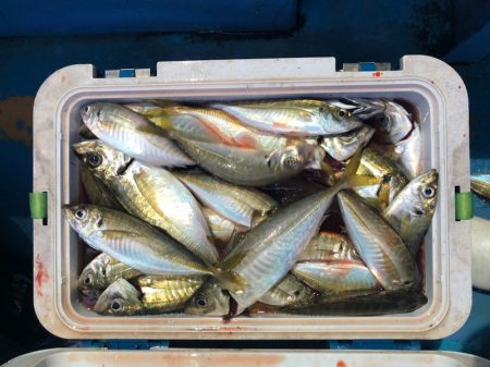 ヤザワ渡船 釣果