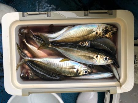 ヤザワ渡船 釣果