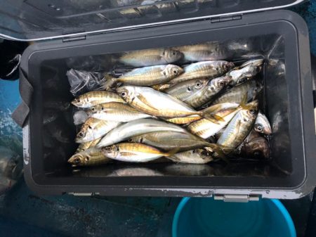 ヤザワ渡船 釣果