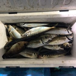 ヤザワ渡船 釣果