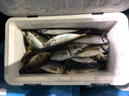 ヤザワ渡船 釣果