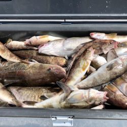 第二 つれたか丸 釣果