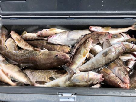 第二 つれたか丸 釣果