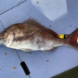 新幸丸 釣果