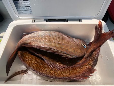 第二八坂丸 釣果